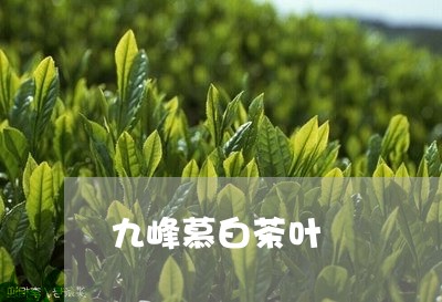 九峰慕白茶叶/2023051241605