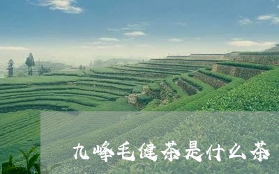 九峰毛健茶是什么茶/2023042196260