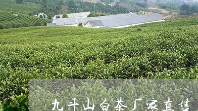 九斗山白茶厂家直售/2023071491515