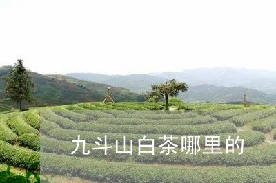 九斗山白茶哪里的/2023061484938