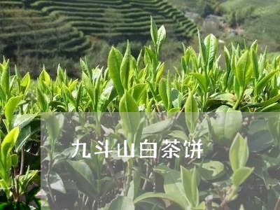 九斗山白茶饼/2023051254917