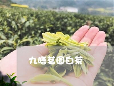 九晤茗园白茶/2023051202827