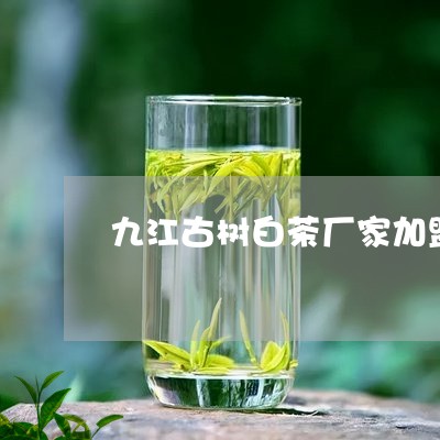 九江古树白茶厂家加盟/2023092643805