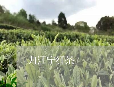 九江宁红茶/2023090273868