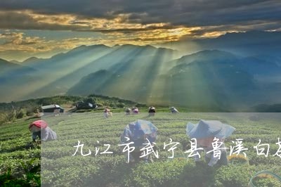 九江市武宁县鲁溪白茶/2023092665949