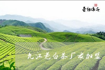 九江老白茶厂家加盟/2023121629404