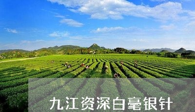 九江资深白毫银针/2023061449372