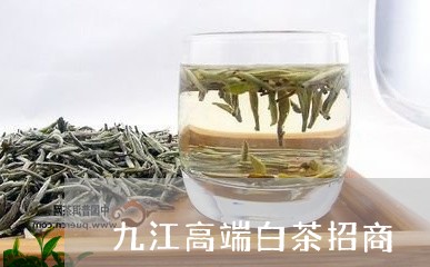 九江高端白茶招商/2023061441783