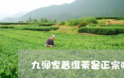 九润家普洱茶是正宗吗/2023092766370