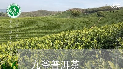 九爷普洱茶/2023102501682