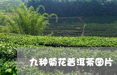 九种菊花普洱茶图片/2023120550591