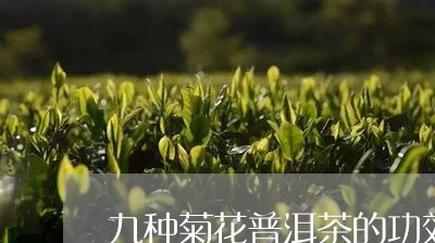 九种菊花普洱茶的功效/2023120788270