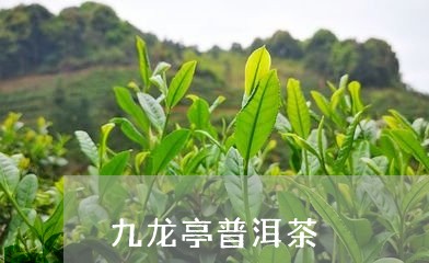 九龙亭普洱茶/2023101679614