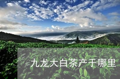 九龙大白茶产于哪里/2023121669571