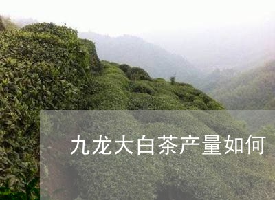 九龙大白茶产量如何/2023121650604