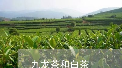 九龙茶和白茶/2023051252735