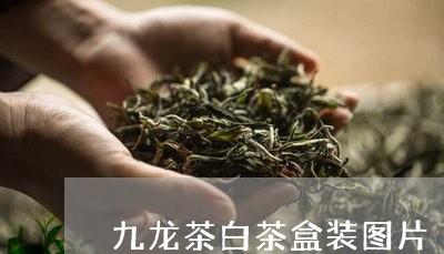 九龙茶白茶盒装图片/2023081218284