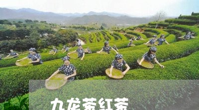 九龙茶红茶/2023090200483