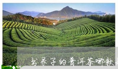 书呆子的普洱茶哪款好/2023061546058