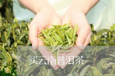 买云南普洱茶/2023042653669