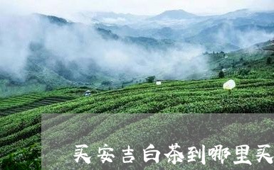 买安吉白茶到哪里买/2023071467159