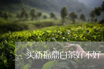 买新福鼎白茶好不好/2023120302605