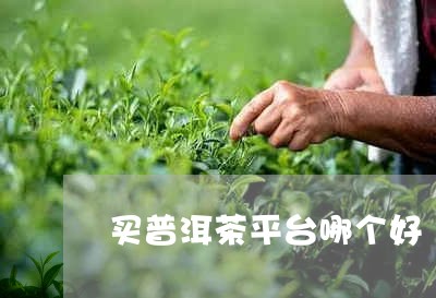 买普洱茶平台哪个好/2023120440803