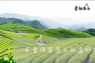 买普洱茶怎么知道好坏/2023080274815