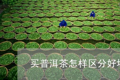 买普洱茶怎样区分好坏/2023093069583