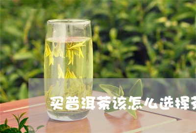 买普洱茶该怎么选择茶叶/2023110361138