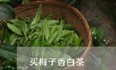 买梅子香白茶/2023051284020