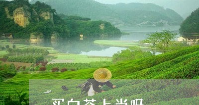 买白茶上当吗/2023051288491