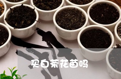 买白茶花苗吗/2023051209594