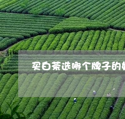 买白茶选哪个牌子的好一点/2023111697259