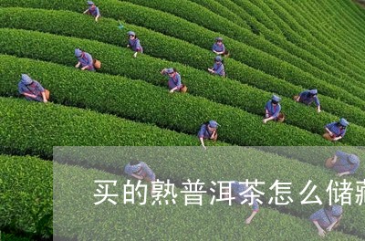 买的熟普洱茶怎么储藏/2023072475038