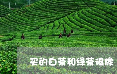 买的白茶和绿茶很像/2023081255259