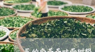 买的白茶茶叶带树根/2023121676160