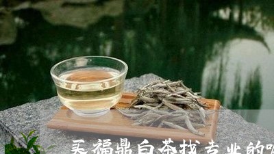 买福鼎白茶找专业的嘛/2023091587939