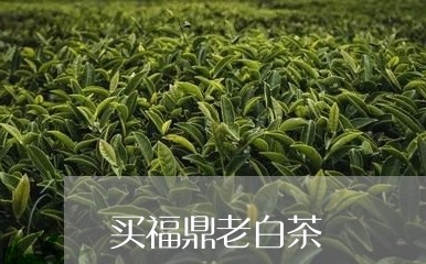 买福鼎老白茶/2023051289491