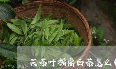 买茶叶福鼎白茶怎么样啊/2023092520481