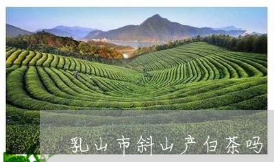 乳山市斜山产白茶吗/2023081225038