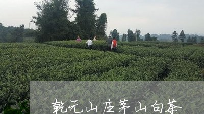 乾元山庄茅山白茶/2023061433646