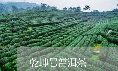 乾坤号普洱茶/2023042758253