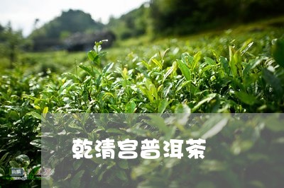 乾清宫普洱茶/2023110945047