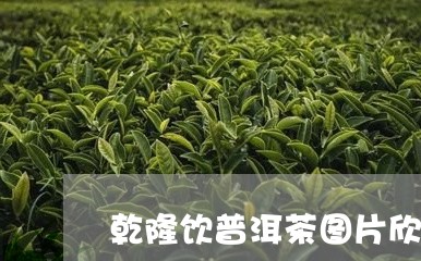 乾隆饮普洱茶图片欣赏高清/2023082804938