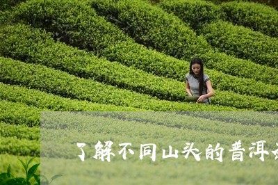 了解不同山头的普洱茶/2023100681625