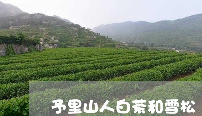 予里山人白茶和雪松/2023071568369