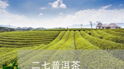 二七普洱茶/2023090529503