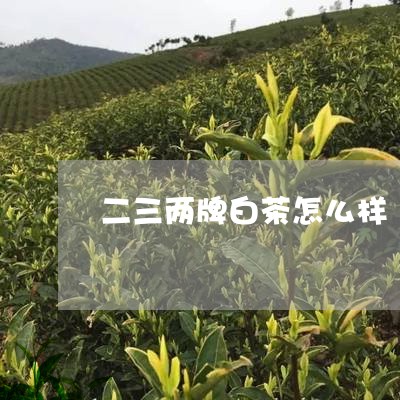 二三两牌白茶怎么样/2023081213506