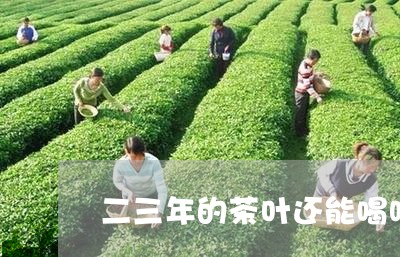 二三年的茶叶还能喝吗/2023092361582